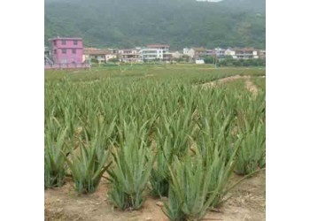 供應(yīng)庫(kù)拉索蘆薈種苗防輻射綠植盆栽