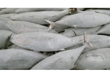 進口鱈魚清關(guān)報關(guān)進口長壽魚清關(guān)報關(guān)進口冰島紅魚清關(guān)報關(guān)