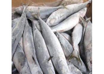 進口冰島紅魚清關(guān)報關(guān)進口長鰭金槍魚清關(guān)報關(guān)進口多春魚清關(guān)報關(guān)