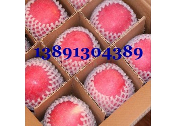 陜西紅富士蘋(píng)果基地紙袋冷庫(kù)紅富士蘋(píng)果價(jià)格膜袋冷庫(kù)紅富士蘋(píng)果